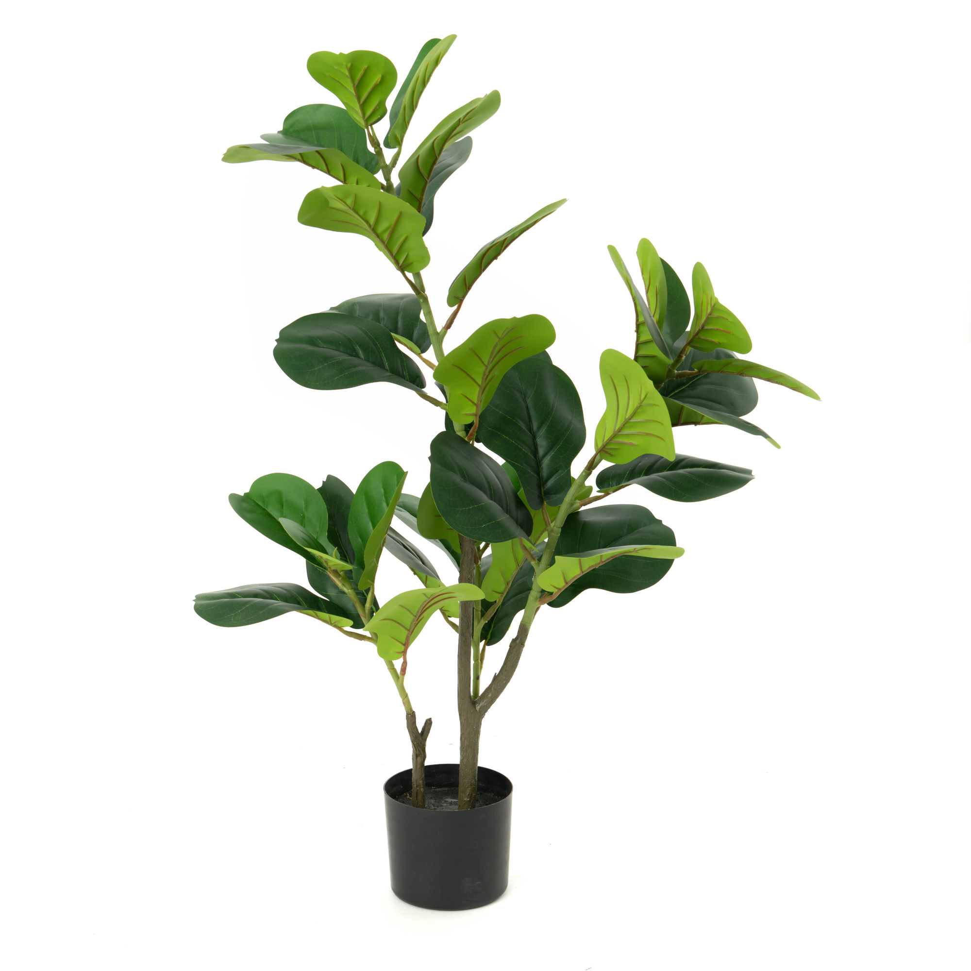 PLANTA FICUS H100